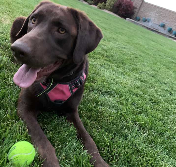 Photo of Kona