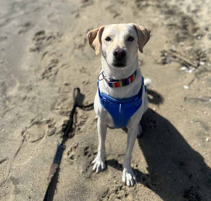 Photo of Alfred