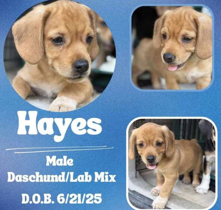 Photo of Hayes