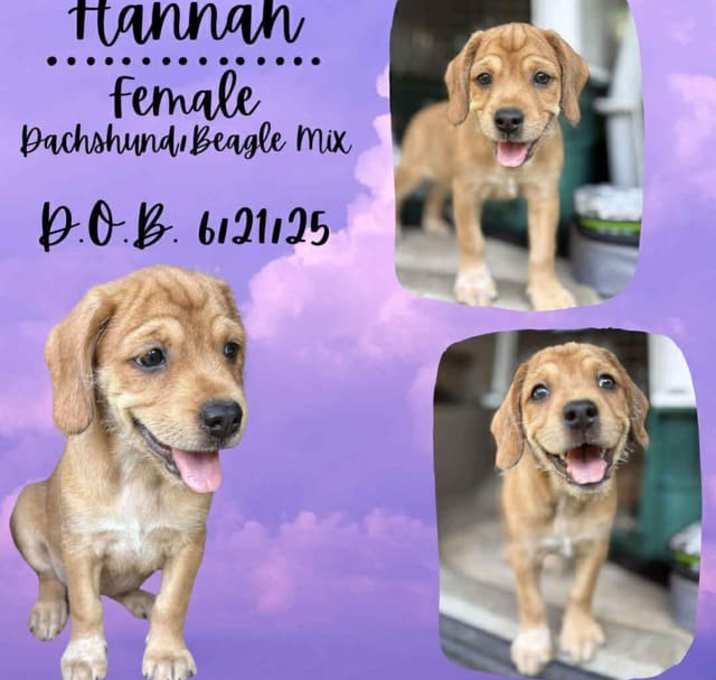 Photo of Hannah