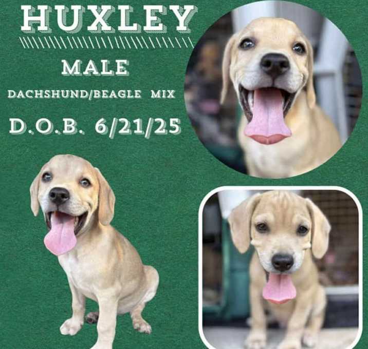 Photo of Huxley