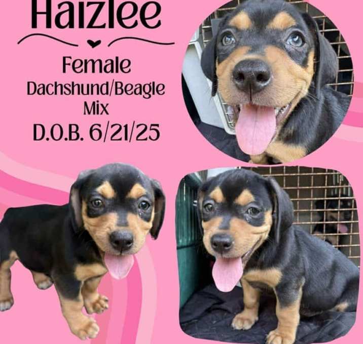 Photo of Haizlee