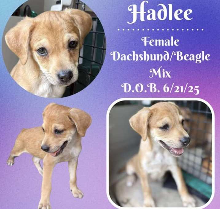 Photo of Hadlee
