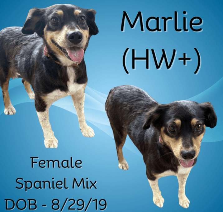 Photo of Marlie