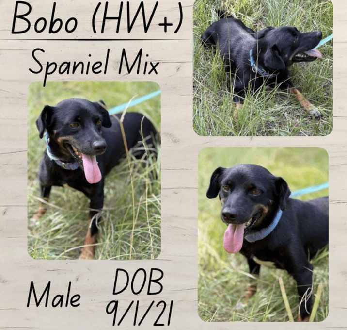 Photo of Bobo