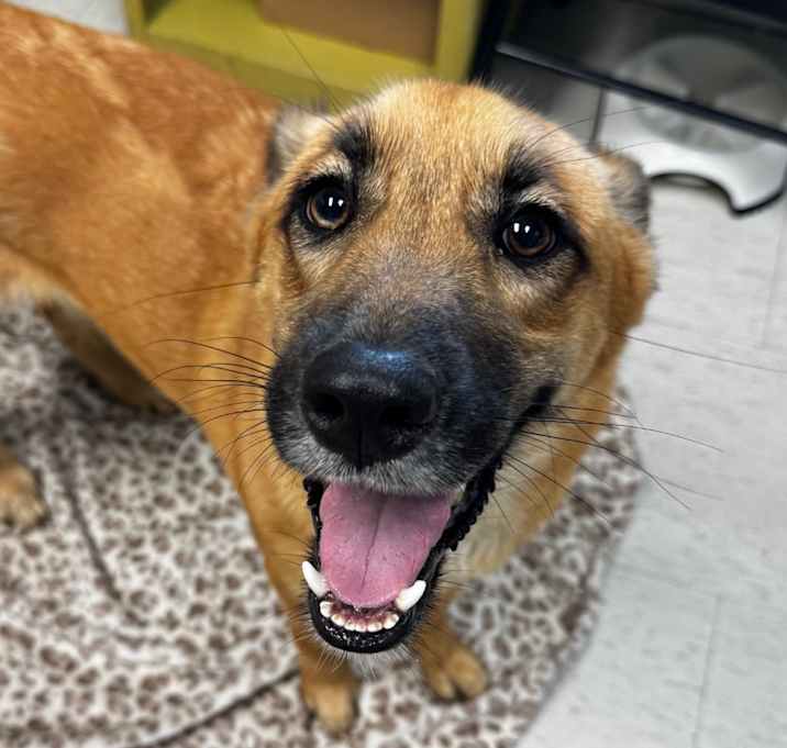 Photo of Nova (Tesha)