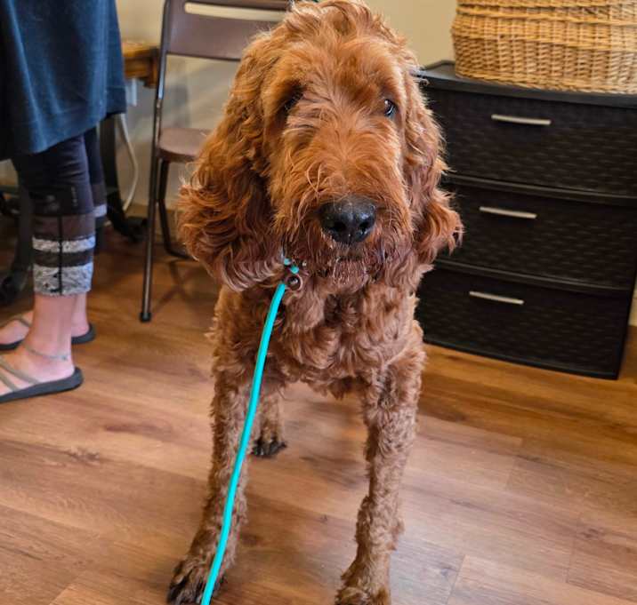 Photo of French Toast