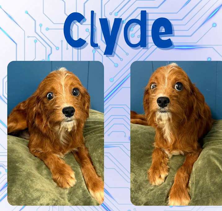 Photo of Clyde