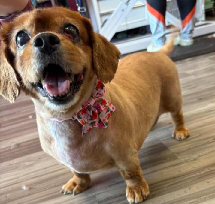 Photo of Lady
