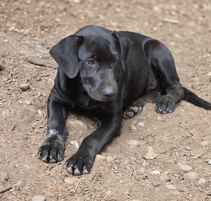 Photo of Onix