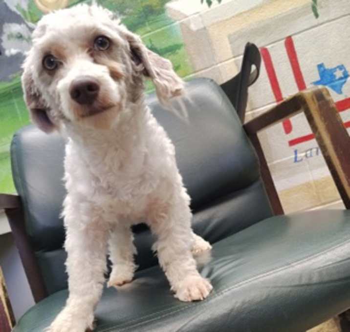 Photo of Noodle