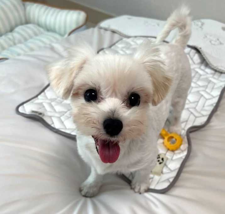Photo of Lulu (HDS)
