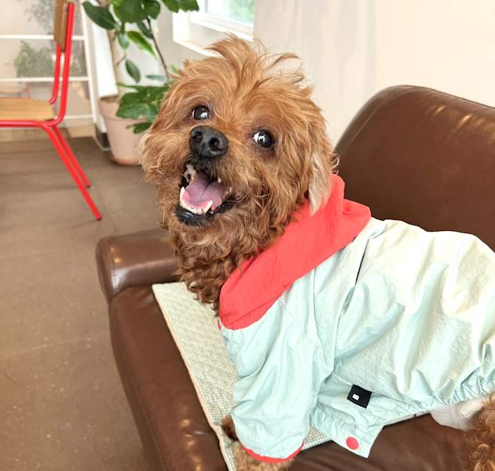Photo of Teddy (HDS)