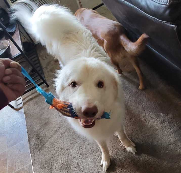 Photo of Finn