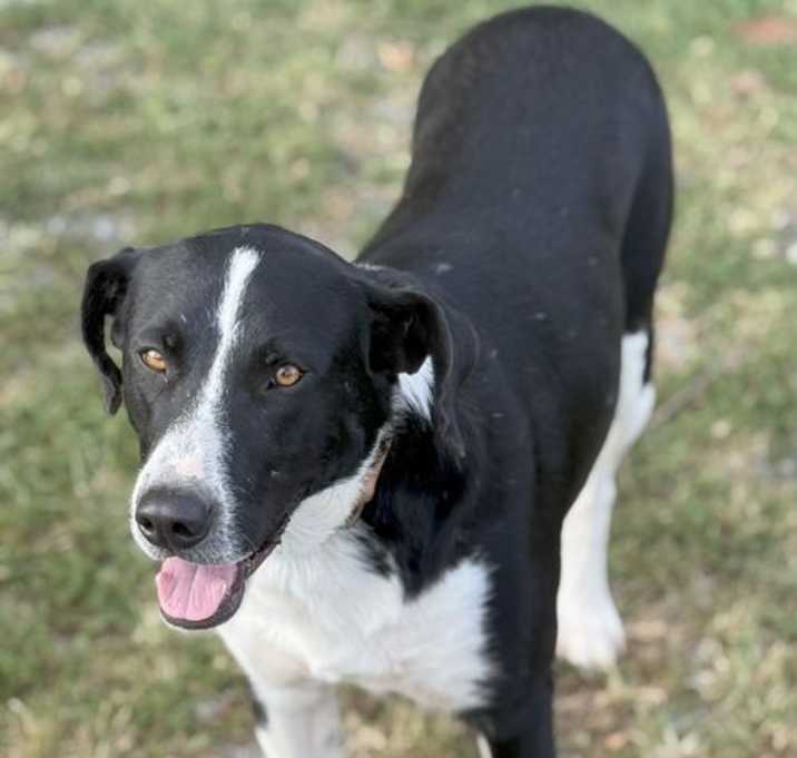 Photo of BEAUREGARD is BEAUTIFUL