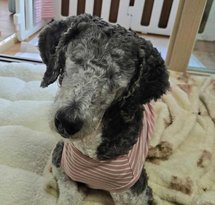 Photo of Pumi