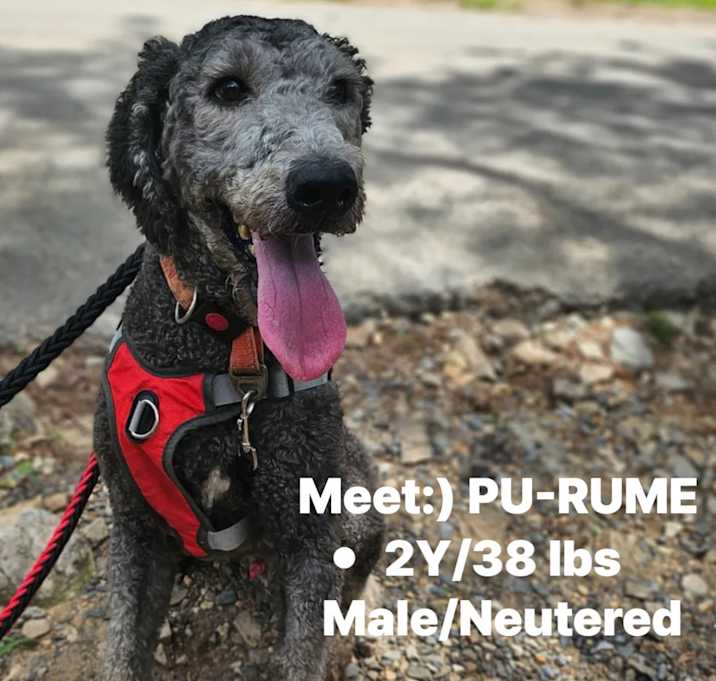 Photo of Purume