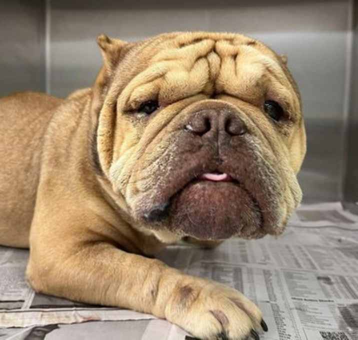 Photo of Truffle (GA)