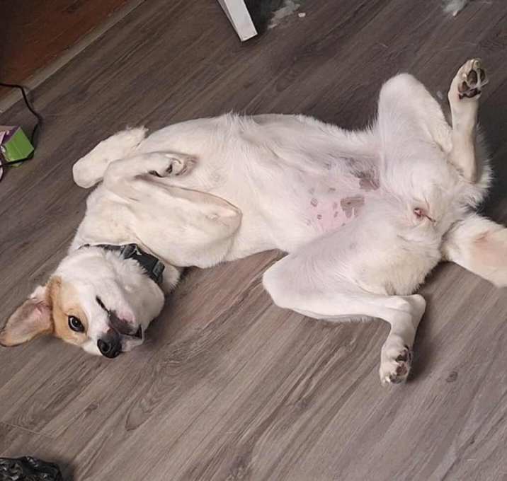 Photo of Ash