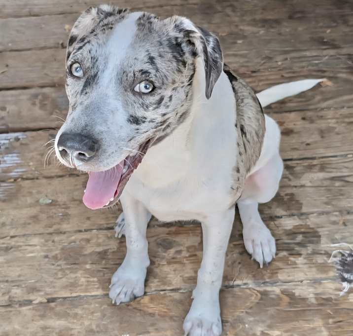 Photo of Scarlet in CT