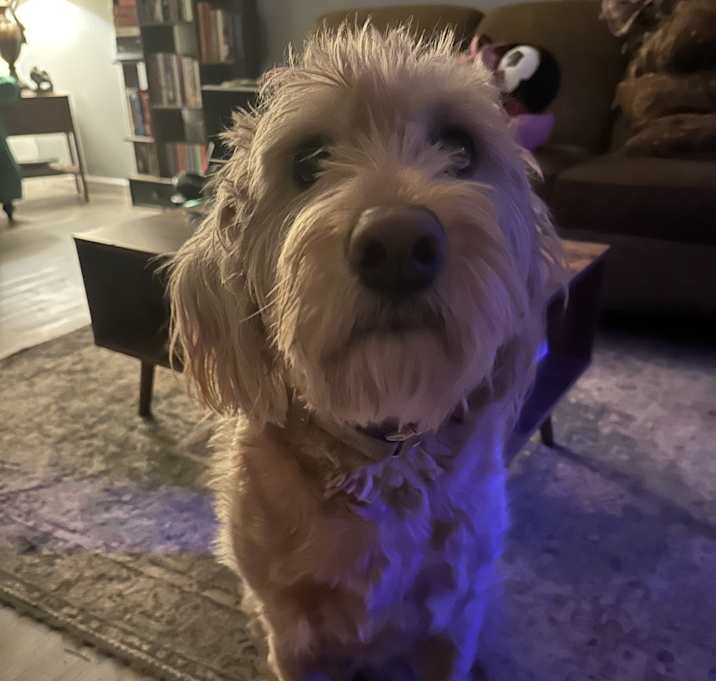 Photo of Riley