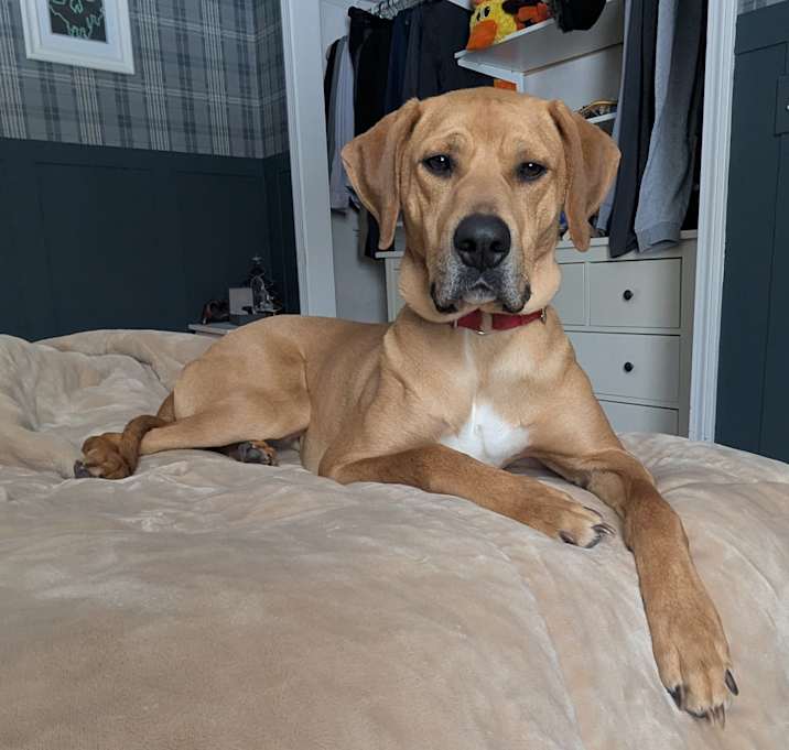 Photo of Ranger
