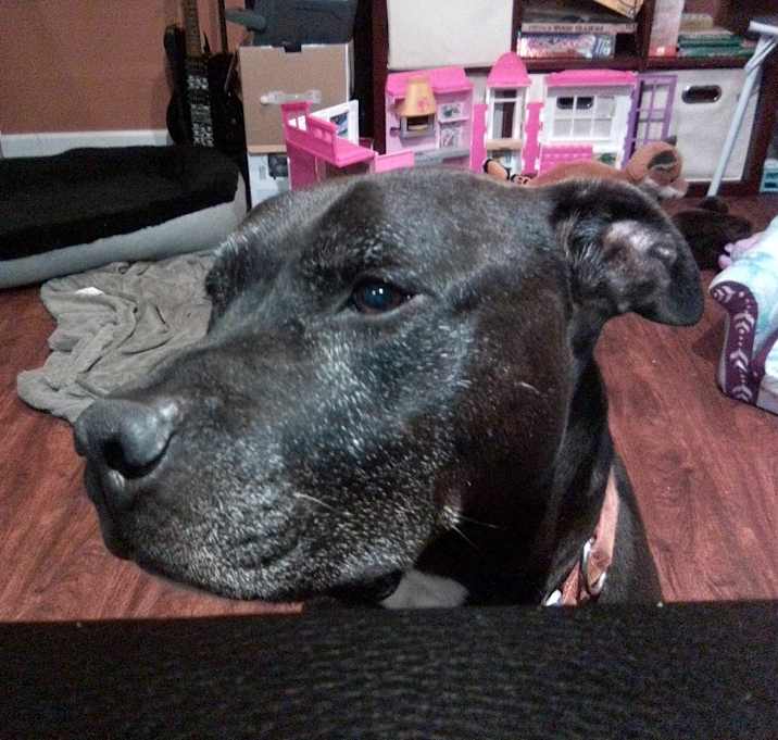 Photo of Niko Rhymes