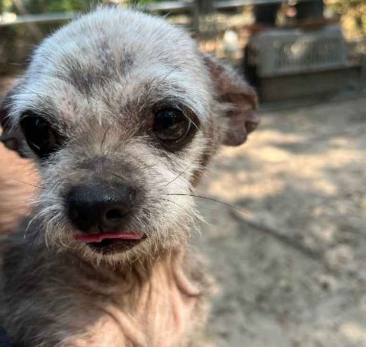 Photo of Pumpkin