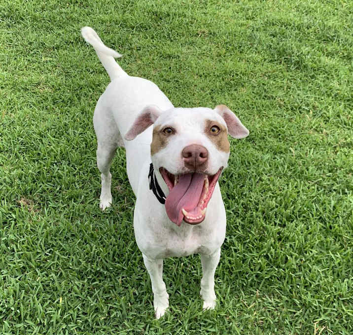 Photo of Bandit 16853