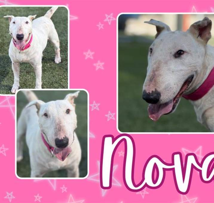 Photo of NOVA