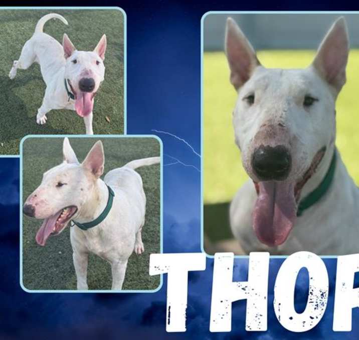 Photo of THOR