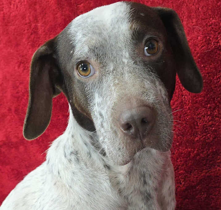 Photo of Party *foster needed*