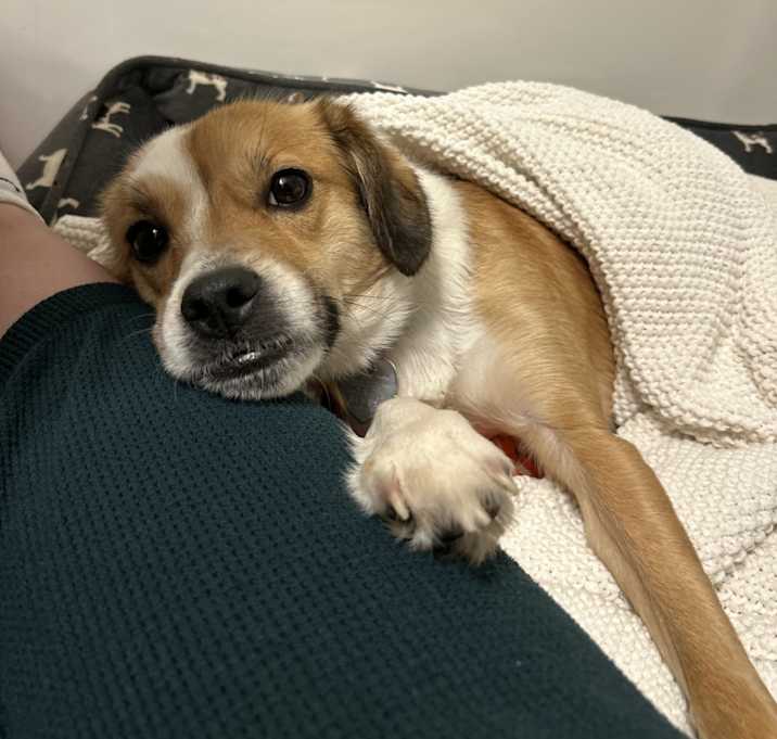 Photo of Maple Canela