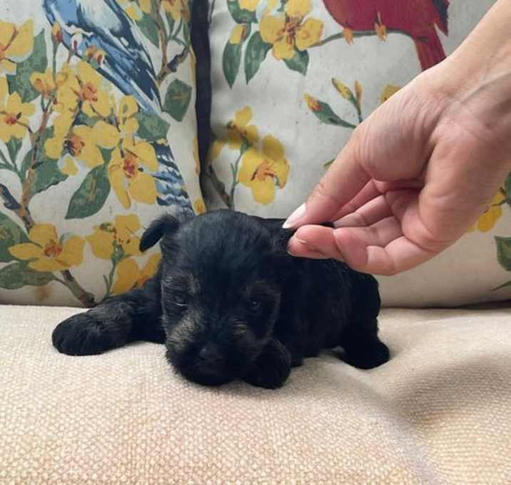 Photo of Arabella/ ADOPTED