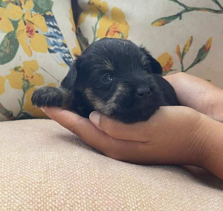 Photo of Amore/ PENDING