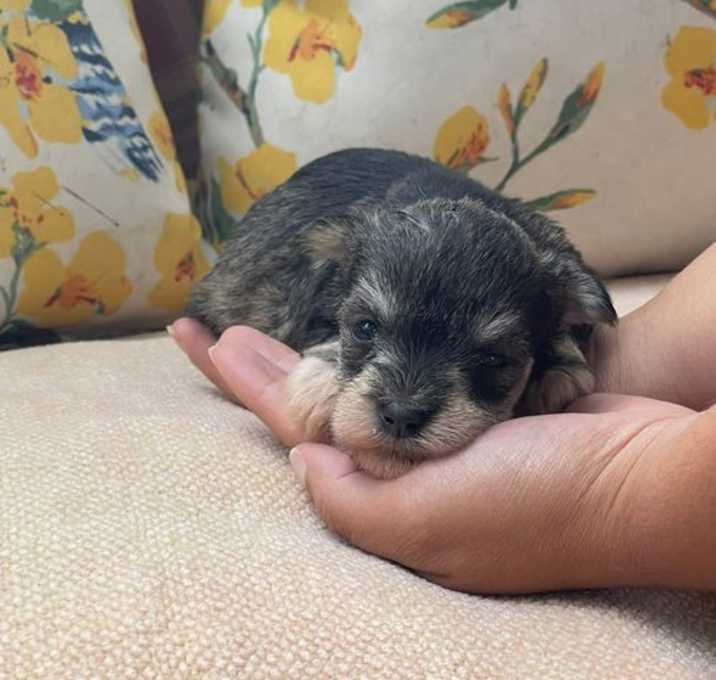 Photo of Alonzo/ ADOPTED