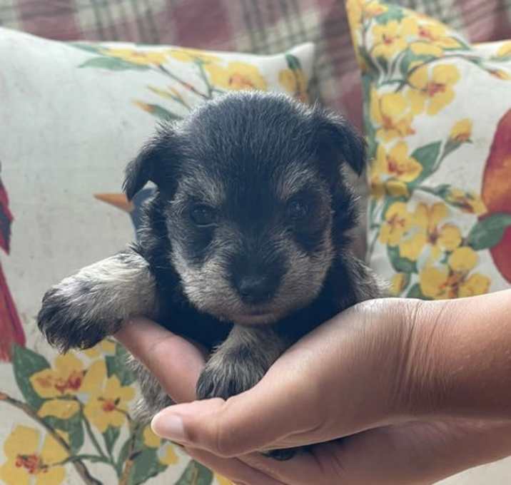 Photo of Amber/ ADOPTED