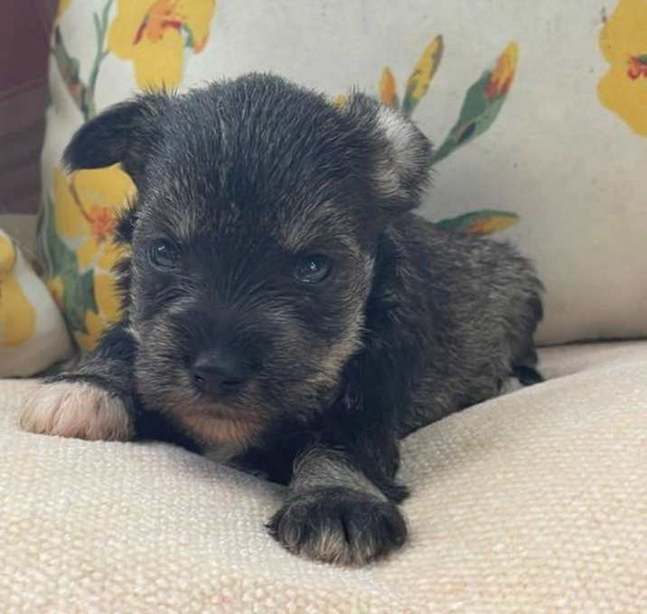 Photo of Archie/ ADOPTED