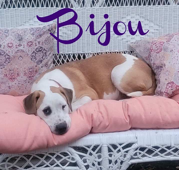 Photo of Bijou