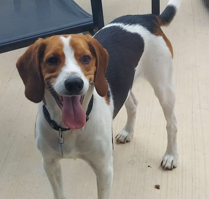 Photo of Benji