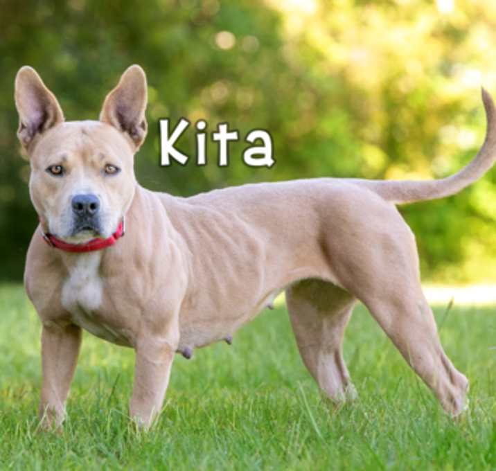 Photo of Kita