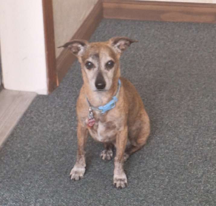 Photo of Petey