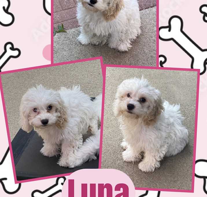 Photo of Luna