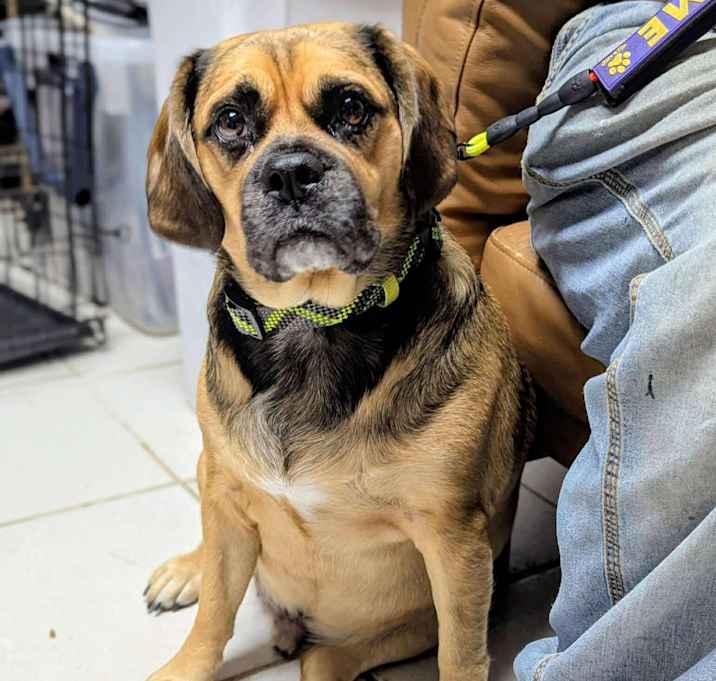 Photo of Big Busta Rhymes