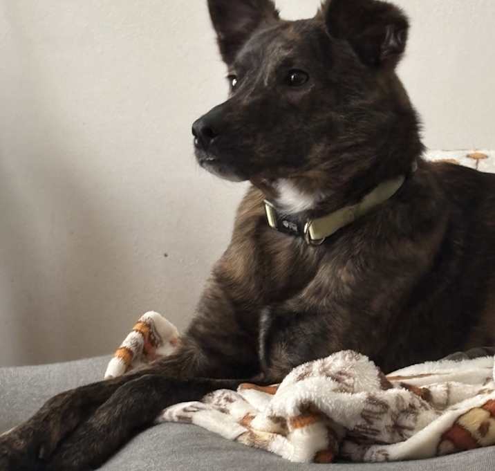 Photo of Maple Syrup