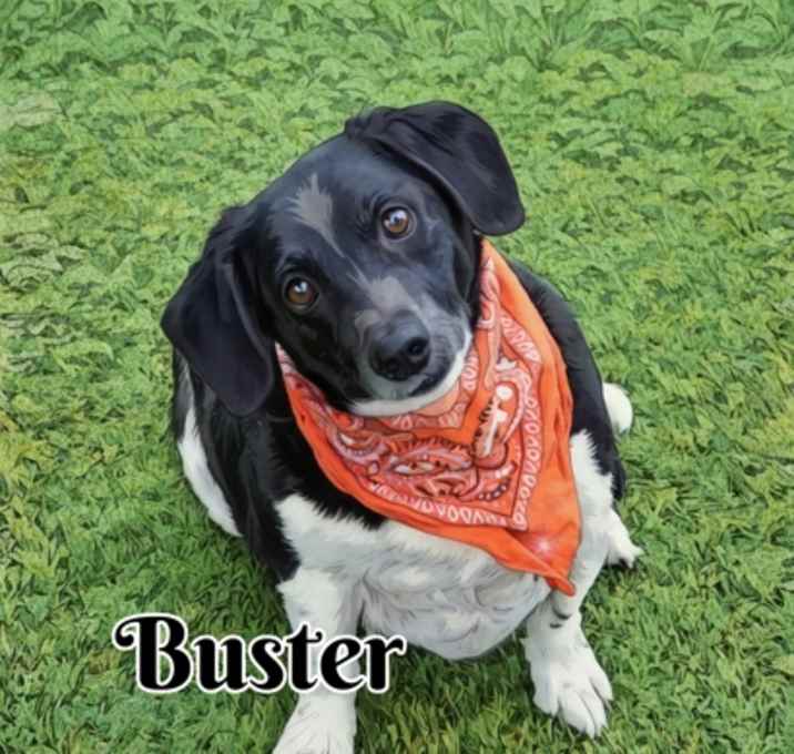 Photo of Buster