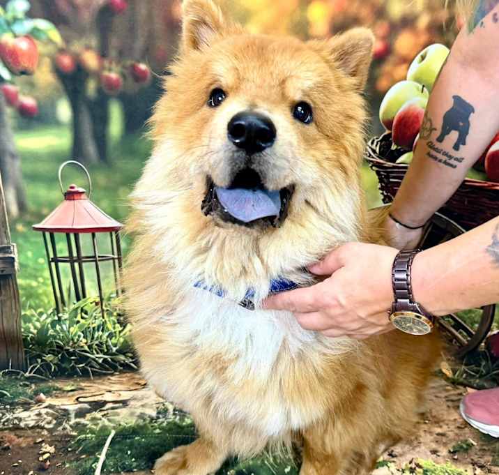 Photo of Dutch