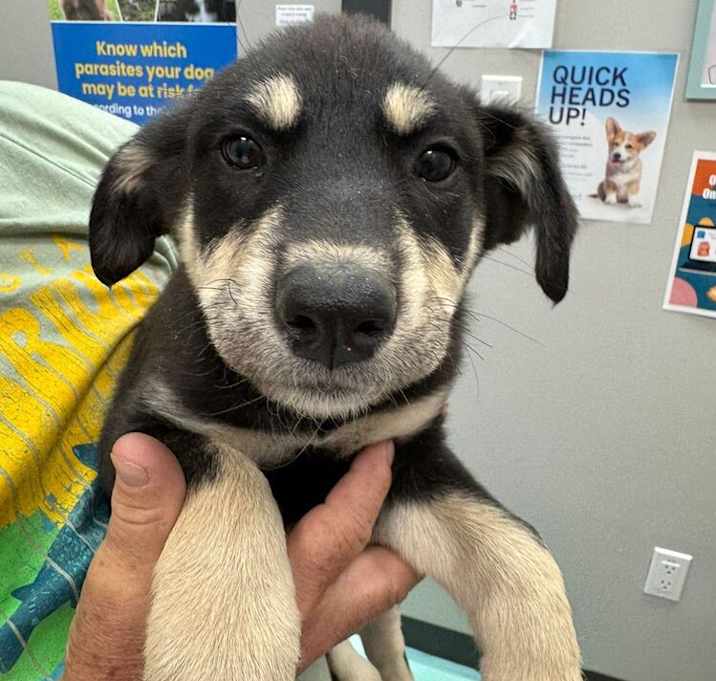 Photo of Swedish Chef