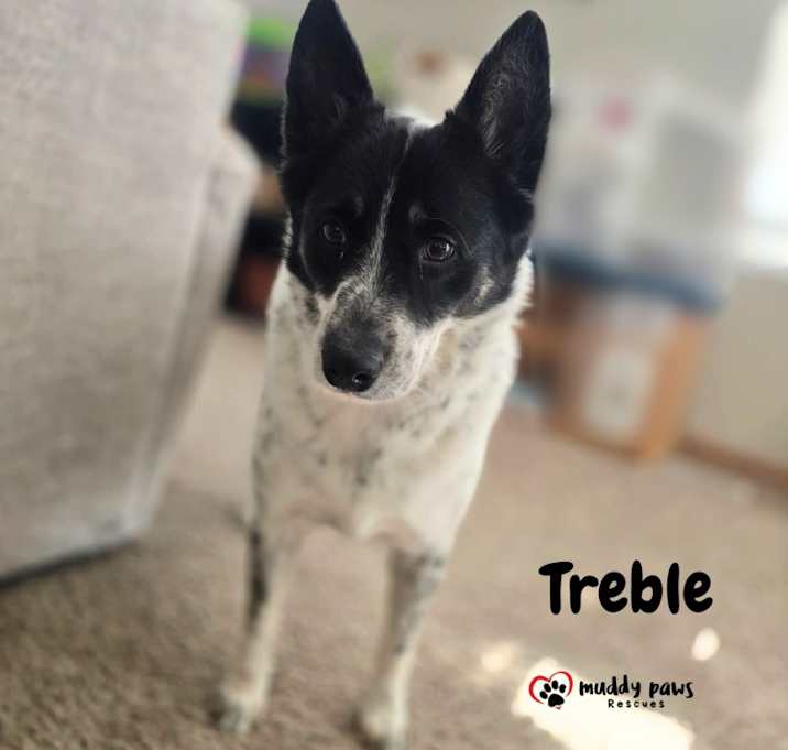 Photo of Treble (Courtesy Post)