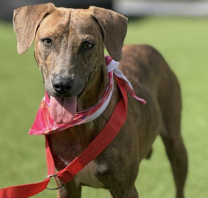Photo of Ruby